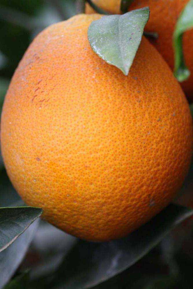              Fruit (Riverside, CA)       